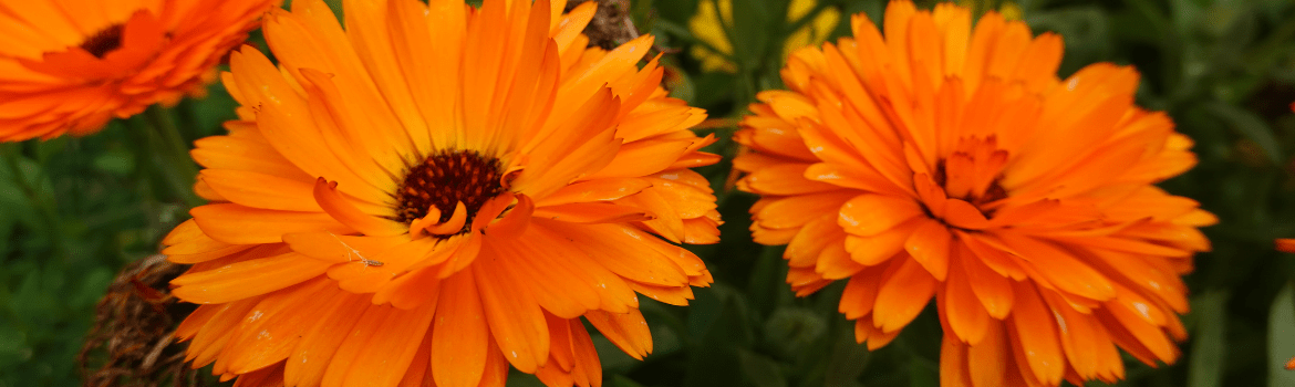 Medetkų nauda. Ką reikėtų žinoti kiekvienam?