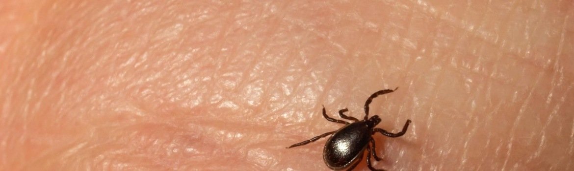 Tick-borne encephalitis. How can we protect ourselves from this infection?