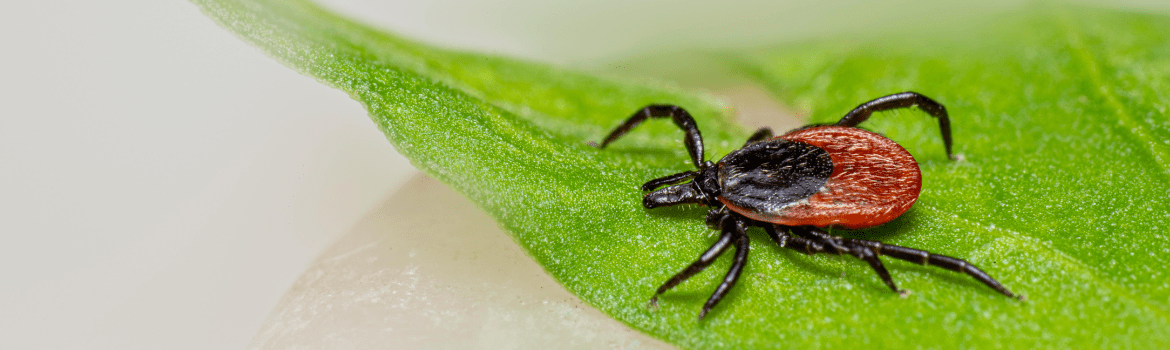 Lyme disease: understanding, diagnosis and treatment