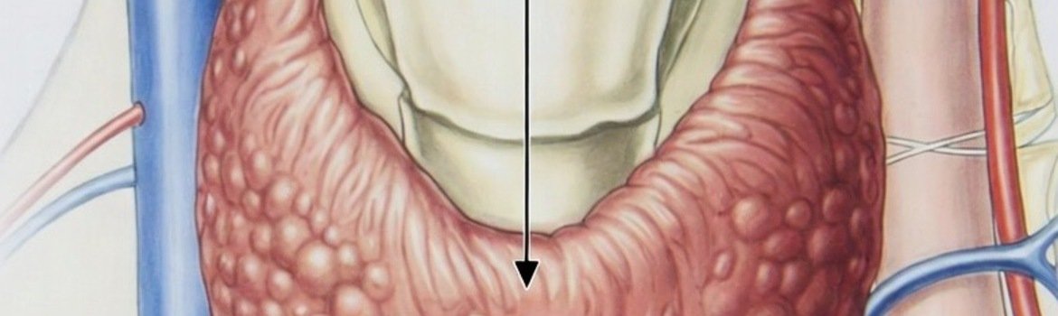 The Thyroid Gland and Its Importance for the Body